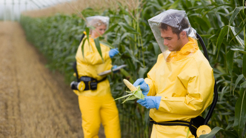 ЕС отвори вратата за ГМО