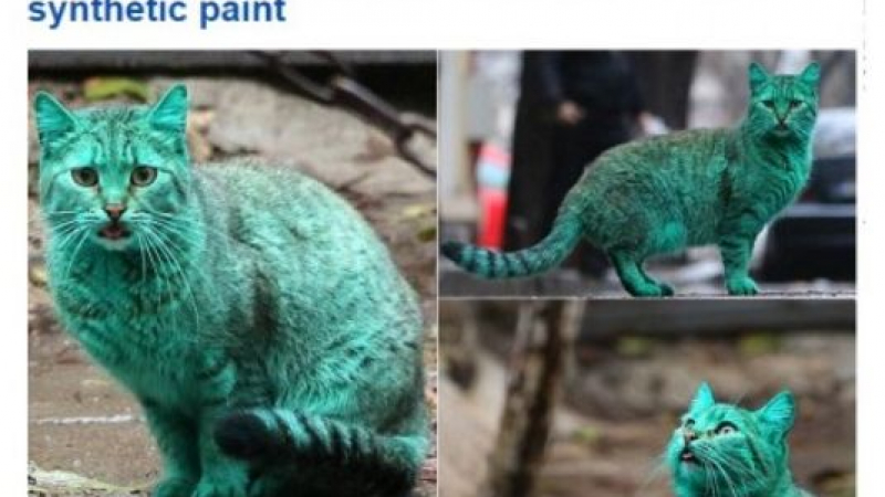 Зелената котка от Варна стана известна в цял свят!