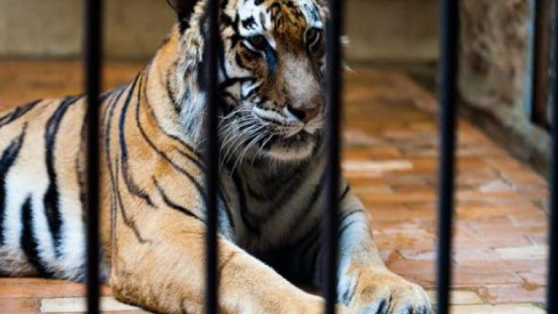 Тигърът Мъри ще се размине със съдбата на ягуара Алонсо 