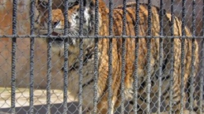 Ексклузивно в БЛИЦ: Тигър изскочи от клетката си в Столичния зоопарк