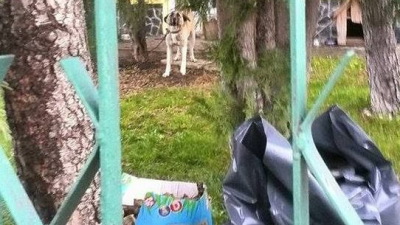 90-килограмов пес се нахвърли върху дете, разкъса кучето му