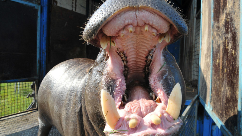 Умря женският хипопотам в столичния зоопарк