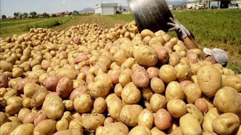 Ниви под карантина за 10 години заради рак по картофите