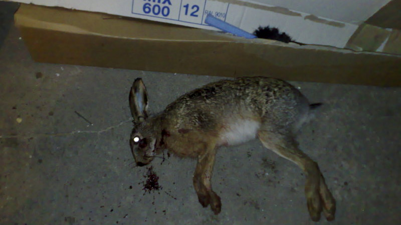 Куриоз: Глобиха селянин за лов на диви зайци с котка