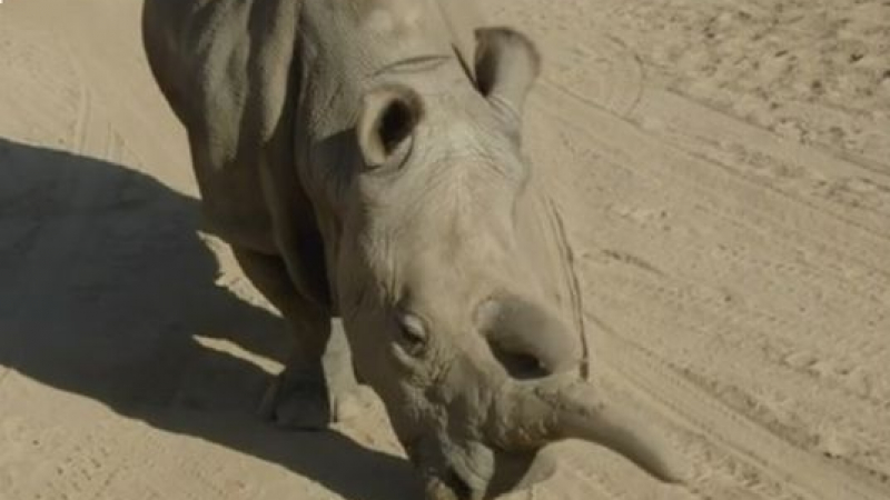 Умря последният мъжки бял носорог в света 