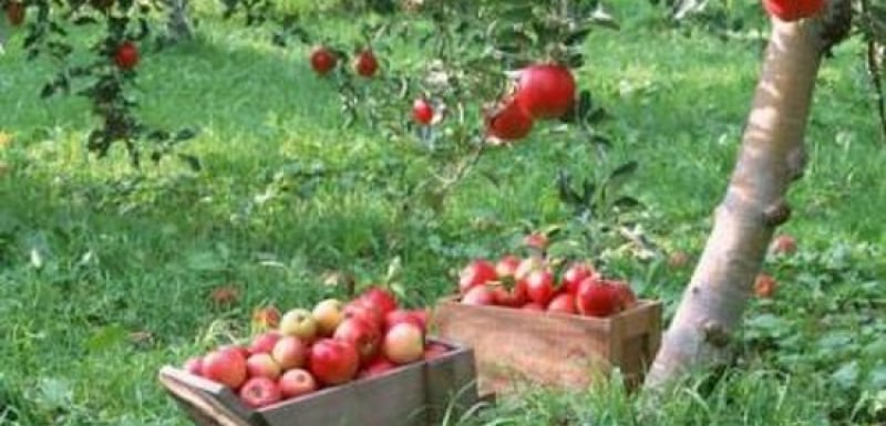 Ябълки чудо забременяват жени в Асеновград