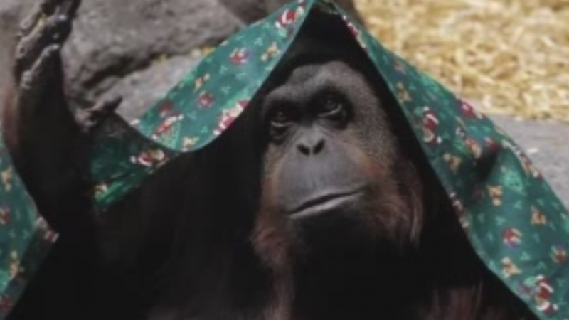 Орангутан получи частични човешки права (ВИДЕО)