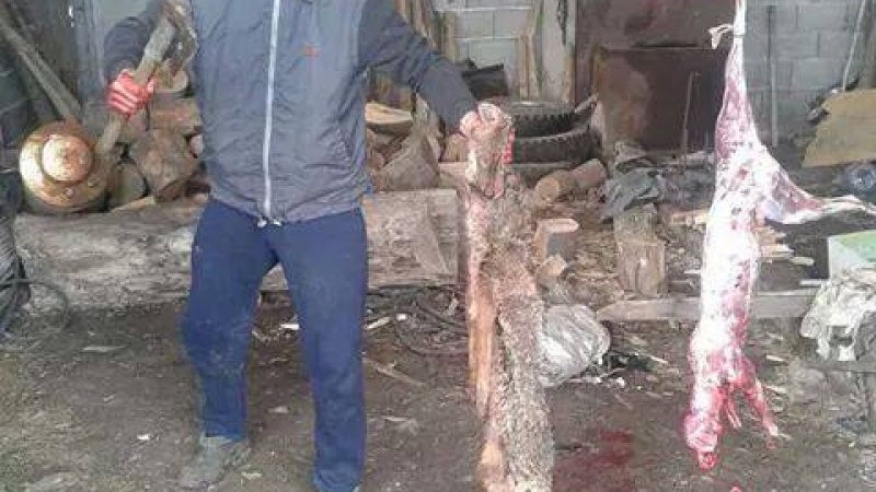 Мъж от Кюстендил убива и дере бездомни кучета (18+)