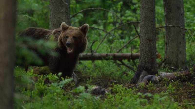 Ловец се похвали с убити мечки във Фейсбук