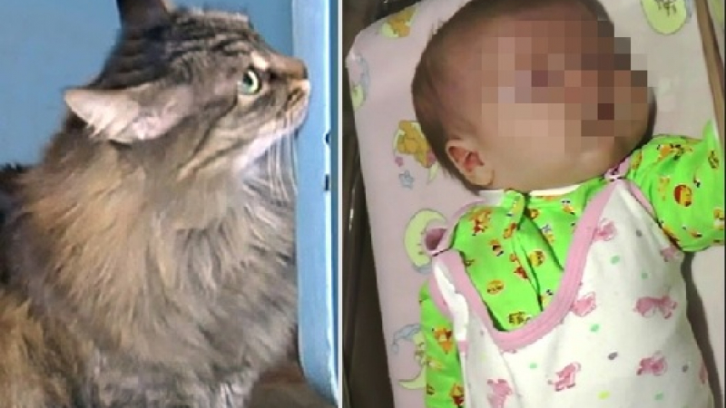 Бездомна котка спаси бебе от ужасна смърт