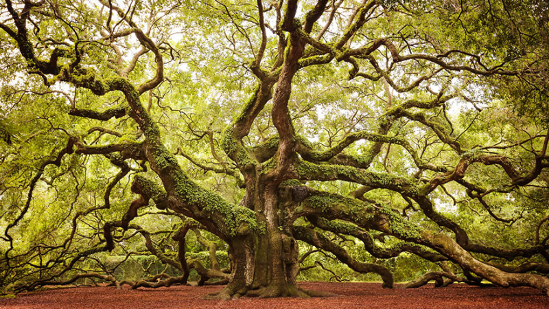 16 от най-прелестните дървета по света 