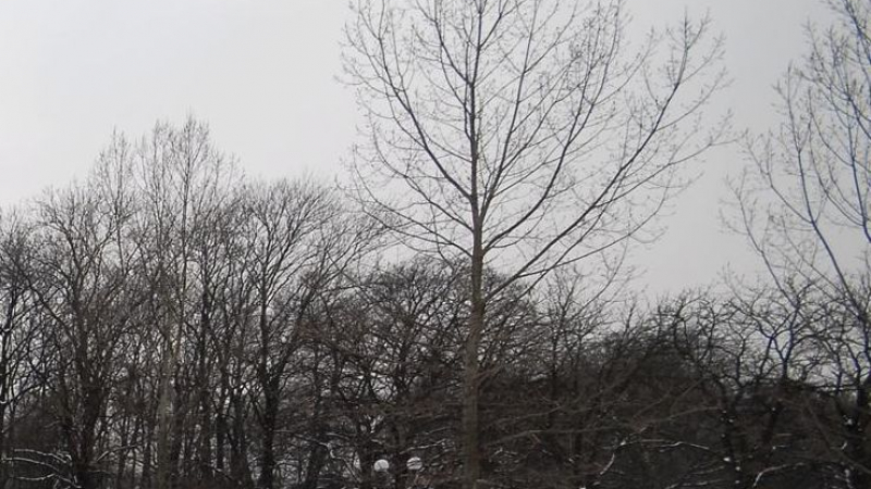 Ледената епоха в Белоградчишко съсипа гората 