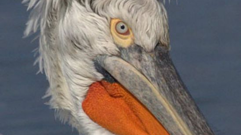 Първи случай на птичи грип в България, донесе го пеликан