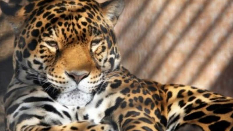 Прокуратурата: Ягуарът Алонсо е застрелян правилно, ловецът е невинен