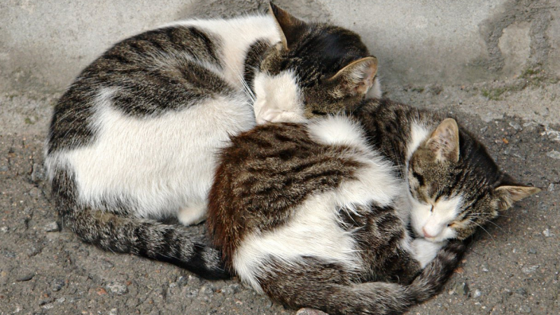 Над 10 000 бездомни котки сеят зарази под тепетата