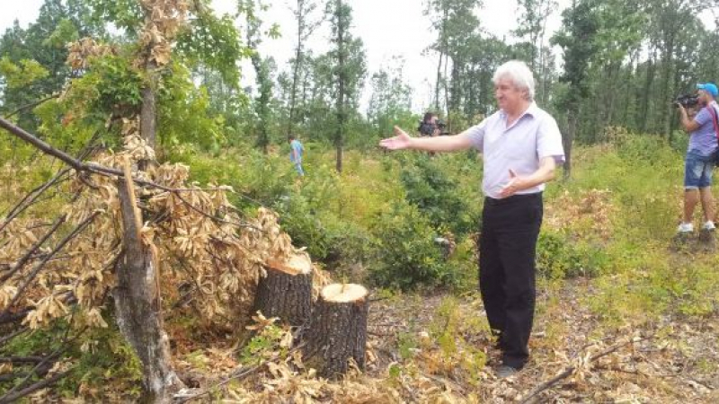 Спокойно, изсичат българските гори съвсем законно