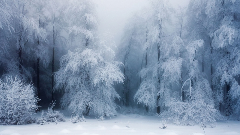 17 снимки, които доказват, че зимата е истинско вълшебство