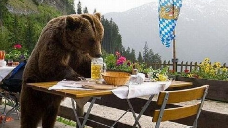 Бриджит Бардо се загрижи за руски мечки-алкохолички