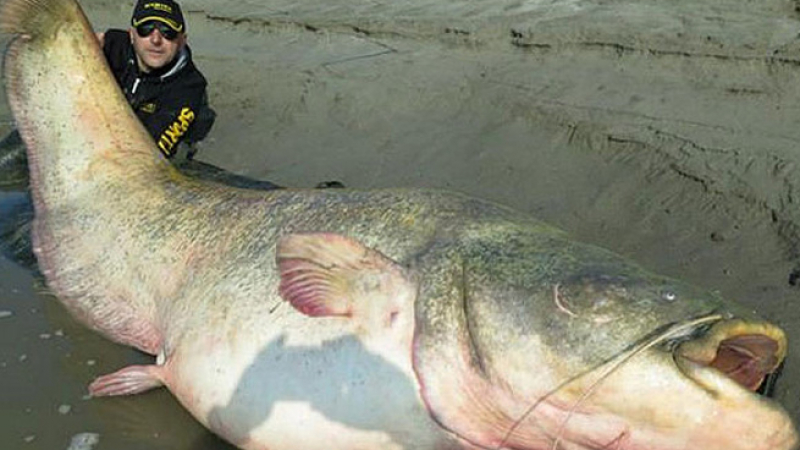 Италиански рибари хванаха сом гигант