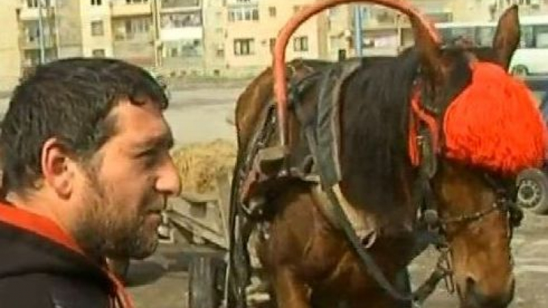 Роми от Столипиново хранят конете си с мюсли на Тодоровден