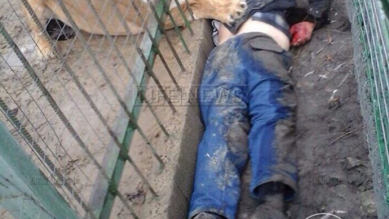 Лъвица уби мъж в зоопарк (СНИМКА 18+)