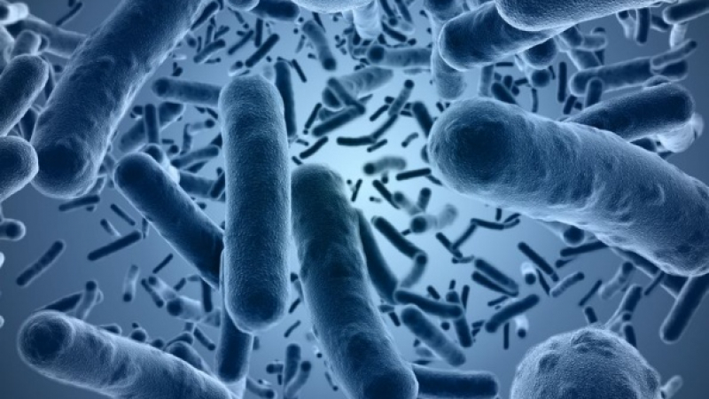 Откриха бактерията, която убива американците 