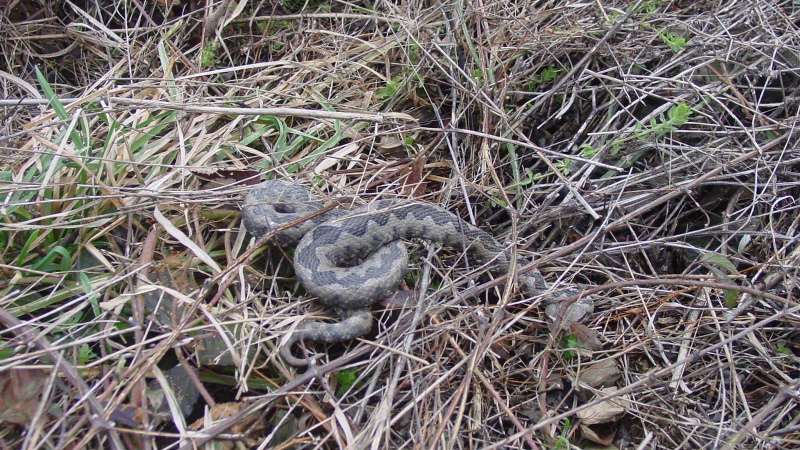 Змиите изпълзяха! Пепелянка паникьоса стопани в Монтанско (СНИМКИ)