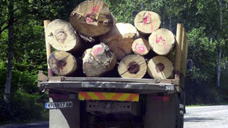 Парламентът прие тримесечен мораториум върху износа на дървесина 