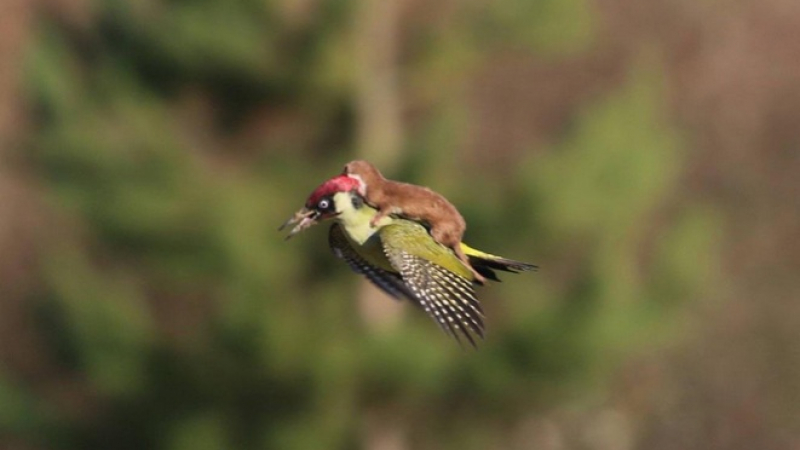 Невестулка лети на гърба на кълвач