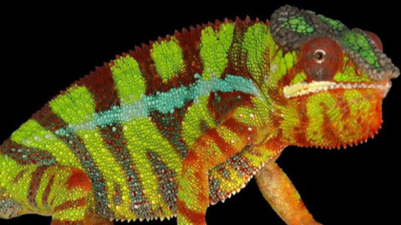 Учените обясниха как хамелеонът променя цвета си (ВИДЕО) 