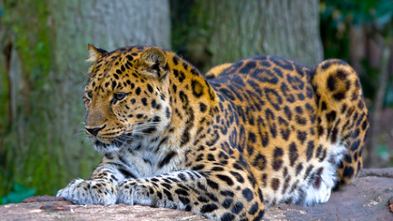 Маскиран леопард на СНИМКА влуди мрежата