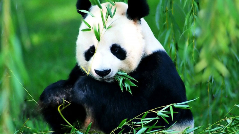 Ухапан от панда китаец получи 83 хиляди долара компенсация 