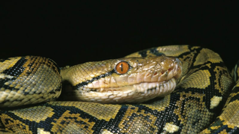 Змия изплаши посетители в супермаркет в Австралия ВИДЕО