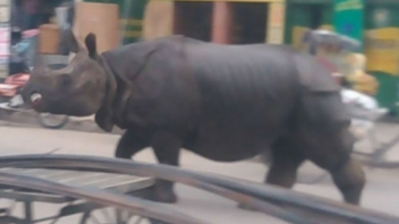 Побеснял носорог вилня в непалски град (ВИДЕО)