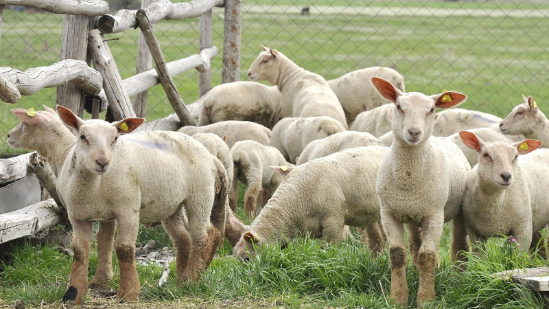 Напаст преди Великден: Крадат цели стада с агнета