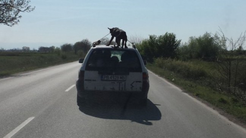 Нова гавра с животно - вързаха куче на покрива на движеща се кола (ВИДЕО)