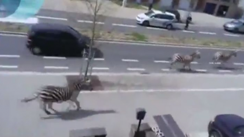 Пълен шаш: Сафари със зебри по улиците на Брюксел (ВИДЕО)