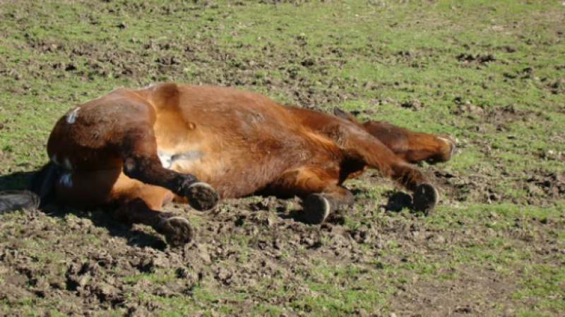 Труповете на застреляни 3 коня край Дупница изчезнали