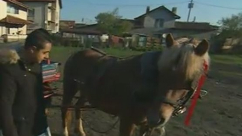 Собственикът на падналия кон: Кола ме засече и животното се подхлъзна