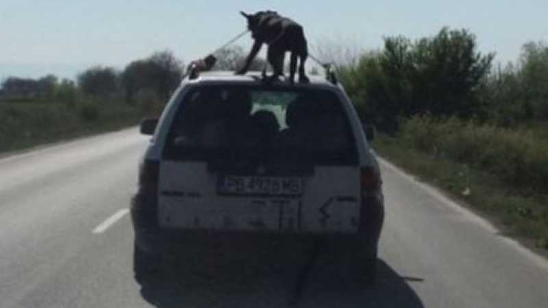 Спипаха шофьора със завързаното куче върху колата (ВИДЕО)