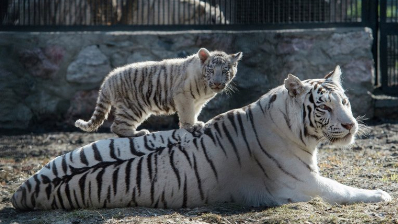 Малките на новосибирската бяла тигрица Зайка вече радват посетителите  