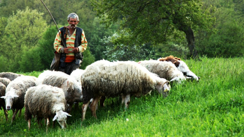 Спомени от соца: Странджанските овчари за властта и горските