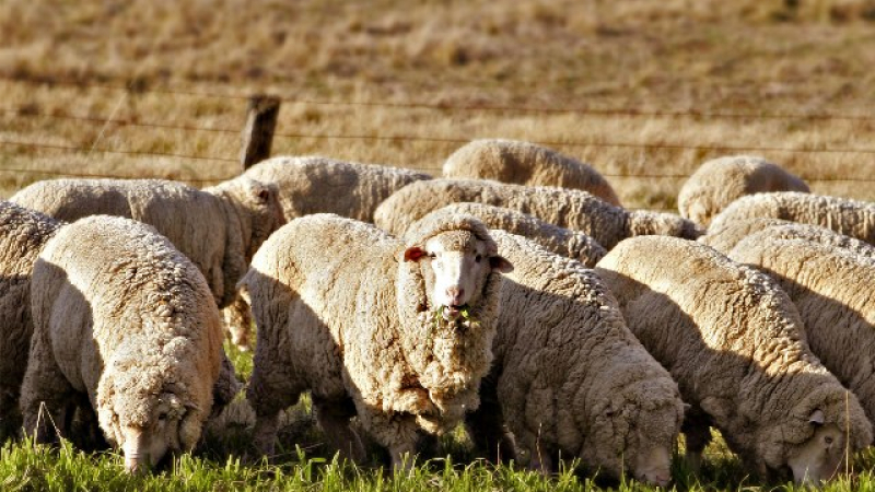 Върнахме 300 млн. евро на Катар заради недоставени овце