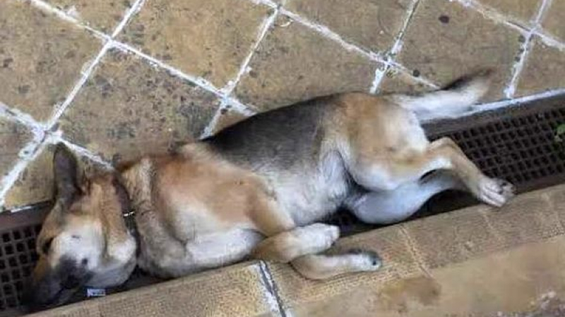 Умряло куче вмириса подлез в Бургас