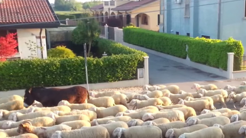 Овце и магаре нахлуха във Венеция (ВИДЕО)