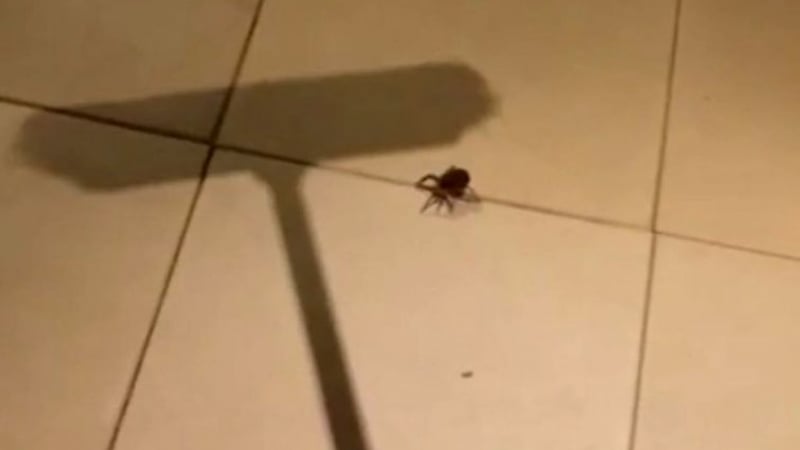 Мъж поиска да убие паяк и се случи нещо страшно (ВИДЕО)