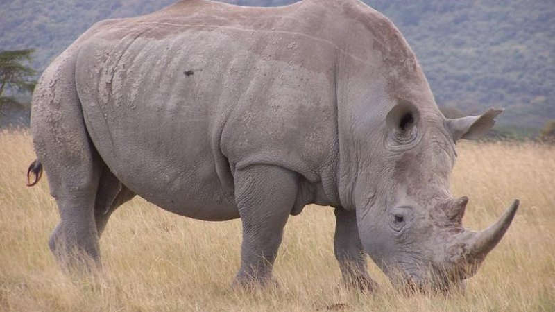 Компания произвежда синтетични рогове от носорог