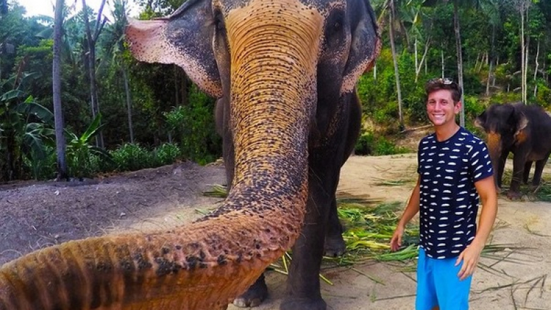 Невероятно: Слон си направи селфи
