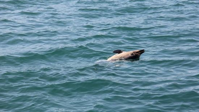 Труп на делфин изплува край Варна