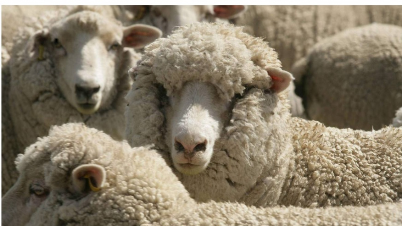 Природозащитници погнаха фермер - псувал овцете си